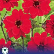 8718641996676 1 Dahlia Bishop Of Llandaff.jpg